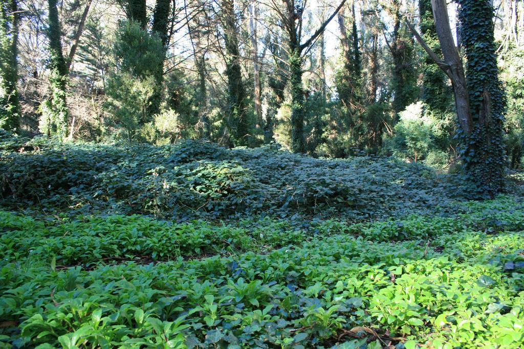 Las Cortaderas Bosque Peralta Ramos Мар-дель-Плата Екстер'єр фото